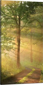 Vászonkép Napfény Erdő Ösvény Természet 60x120 cm
