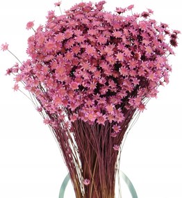 Szárított Glixia Hanga csokor szárított virágok váza és dekoráció