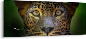 Kép - Leopárd portré, Sri Lanka (120x50 cm)