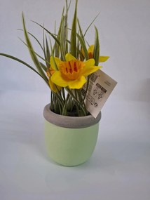 Tavaszi-nyári művirág Nárcisz kerámia kaspóban 20 cm