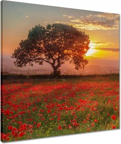 Vászonkép 50x50 Pipacsok a mezőn Tájkép