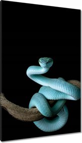 Vászonkép 80x120 Kék viper snake