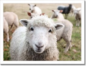 Poszterek keretben 40x30 Juh legeltetés Bárányok