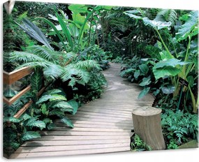 Vászonkép 70x50 Trópusi buja zöld fa ösvény természet nyugalom erdő