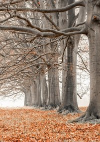 Poszter 21x29,7cm Fák egy sorban narancssárga levelek, Assaf Frank