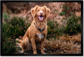 Poszterek keretben 60x40 Kutya Kutyák