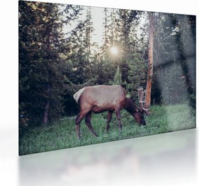 Kép - Jávorszárvas a tisztáson (üvegen) (70x50 cm)