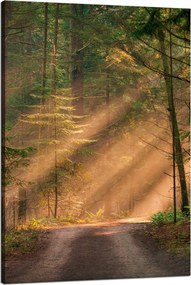 Vászonkép Ösvény az erdőben Fák Természet 80x120 cm