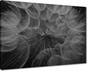 Vászonkép 70x50 Pitypang Virág Virágok