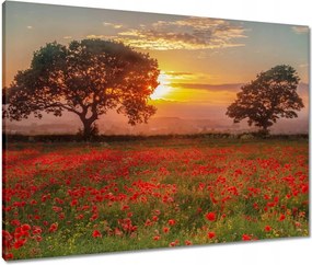 Vászonkép 80x60 Pipacsok a mezőn Tájkép