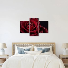 Kép - Vörös rózsa (90x60 cm)