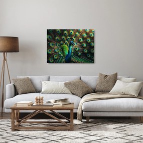 Üveg kép – Pávatoll (70x50 cm)