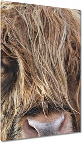 Vászonkép 80x120 Skót tehén szarvakkal