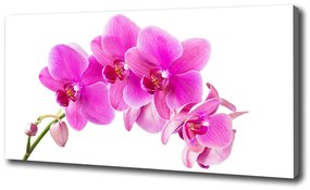 Egyedi vászonkép Rózsaszín orchidea oc-67673367