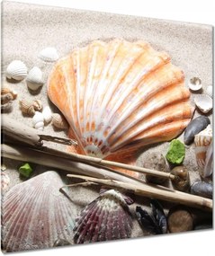 Vászonkép 90x90 Kagylók a balti tengerpartról