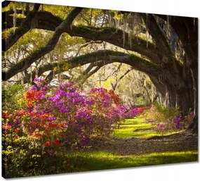 Vászonkép 50x40 Tölgyfa sikátor