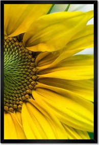 Poszter keretben 40x60 Napraforgó Virág