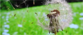 Pitypang képe (120x50 cm)