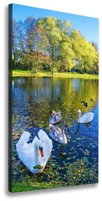 Vászonkép Swans a tó ocv-204130724