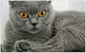 Fotótapéták 416x254 Brit rövidszőrű macska