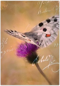 Poszterek 70x100 Szeretem a pillangókat