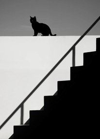 Poszter 20,5x28,4cm Sziluett és szimmetria