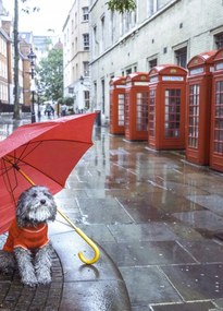 Poszter 39,5x55cm Kutya esernyővel a londoni utcán, Assaf Frank