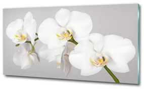 Egyedi üvegkép Orchidea osh-133396361