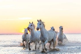 Fotográfia Camargue white horses running in water at sunset, Peter Adams