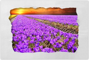 Poszterek 90x60 A krókuszok tengere