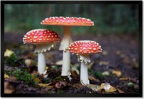 Poszterek keretben 60x40 Makrofotó MacroFoto