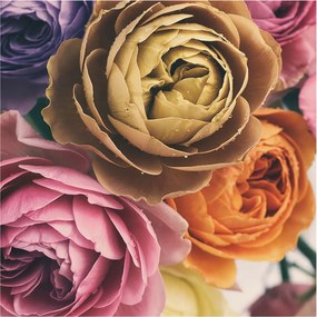 Dekoratív fotótapéta falra Könnyű összeszerelés Színes rózsák 250x250 Ragasztó
