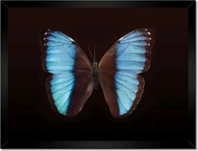 Poszter keretben 40x30 Kék pillangó