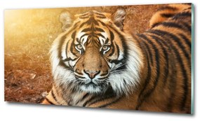 Üvegkép Bengáli tigris osh-116603957