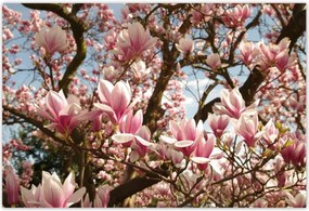 Poszterek 185x125 Magnólia Virágok Kék