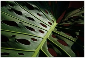 Poszterek 185x125 Mosnter levelek lyukas