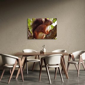 Mókus kép (üvegen) (70x50 cm)