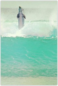 Poszterek 80x120 Szimpatikus delfin óceán