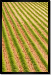 Poszterek keretben 40x60 Zöld Provence