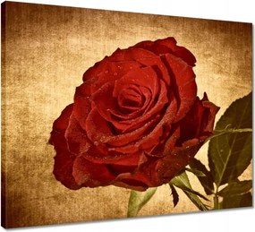 Vászonkép 50x40 Rózsa szépia háttérrel