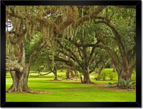 Poszterek keretben 40x30 Park tölgyfákkal