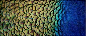 Kép - Pávatollak (120x50 cm)