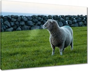 Vászonkép 70x50 Juh legeltetés Bárányok Juhok