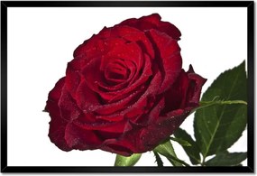 Poszter keretben 60x40 Vörös rózsa fehér