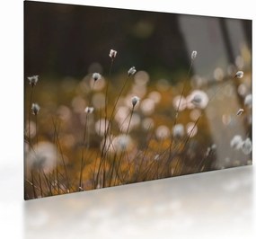 Üveg kép - Gyapotfűvel borított rét N⁰2 (70x50 cm)