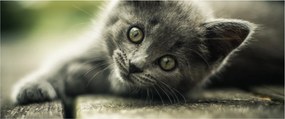 Cica képe (120x50 cm)