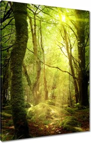 Vászonkép 60x80 Varázslatos erdő Tájkép