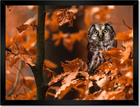 Poszterek keretben 40x30 Állatok