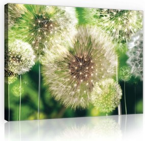 Vászonkép 70x50 Szél suttogása Fehér pitypangok rusztikus stílusban