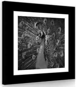 Vászonkép 40x40 Páva szétnyitott farok fekete-fehér elegancia fenség természet toll